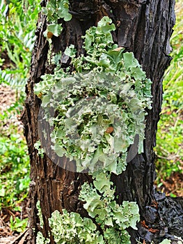 Parmeliaceae, foliose lichen , southern Africa, taxonomy  Cape Town,Â 